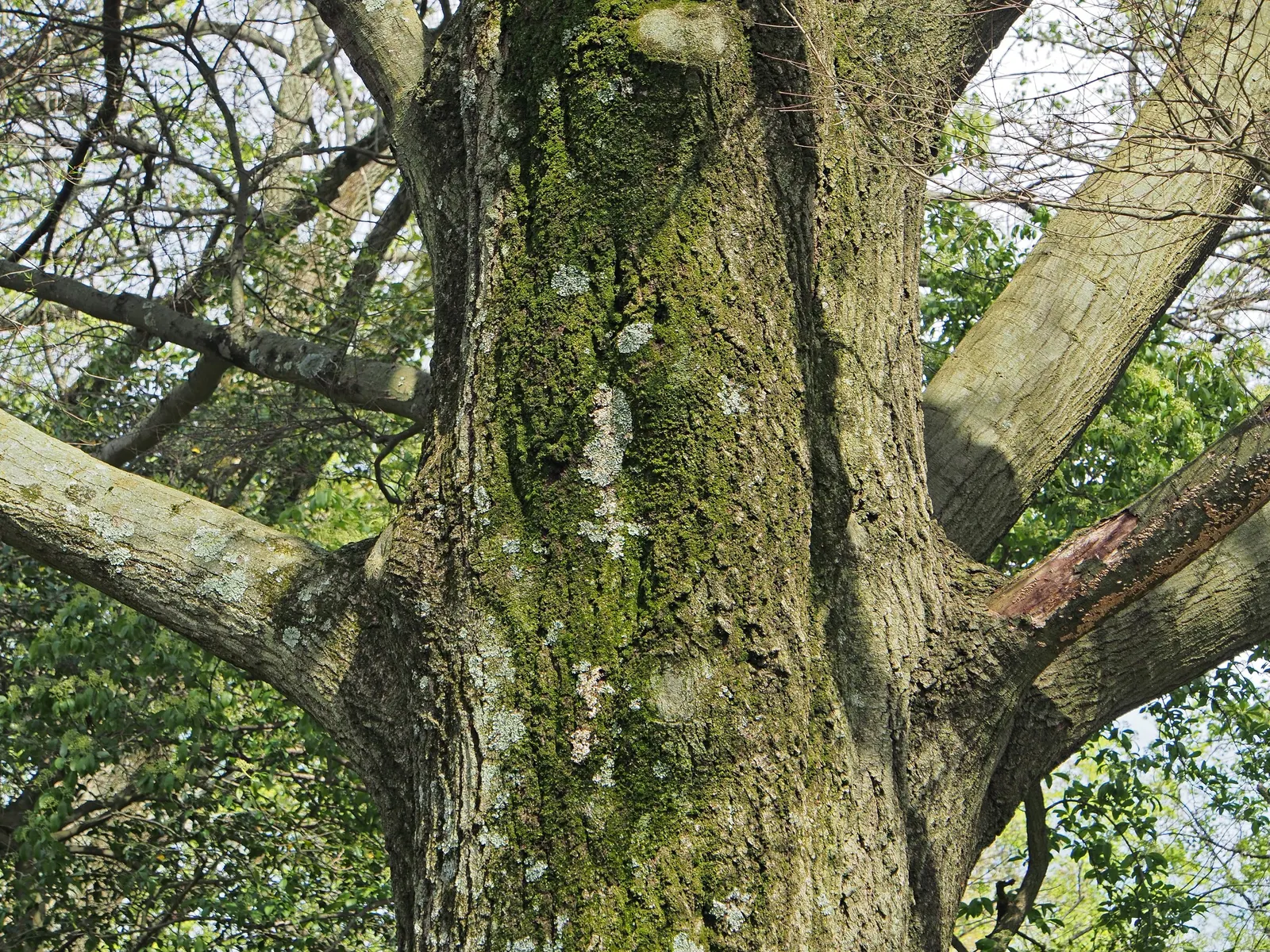 Willow Oak (Quercus Phellos) — tree for full