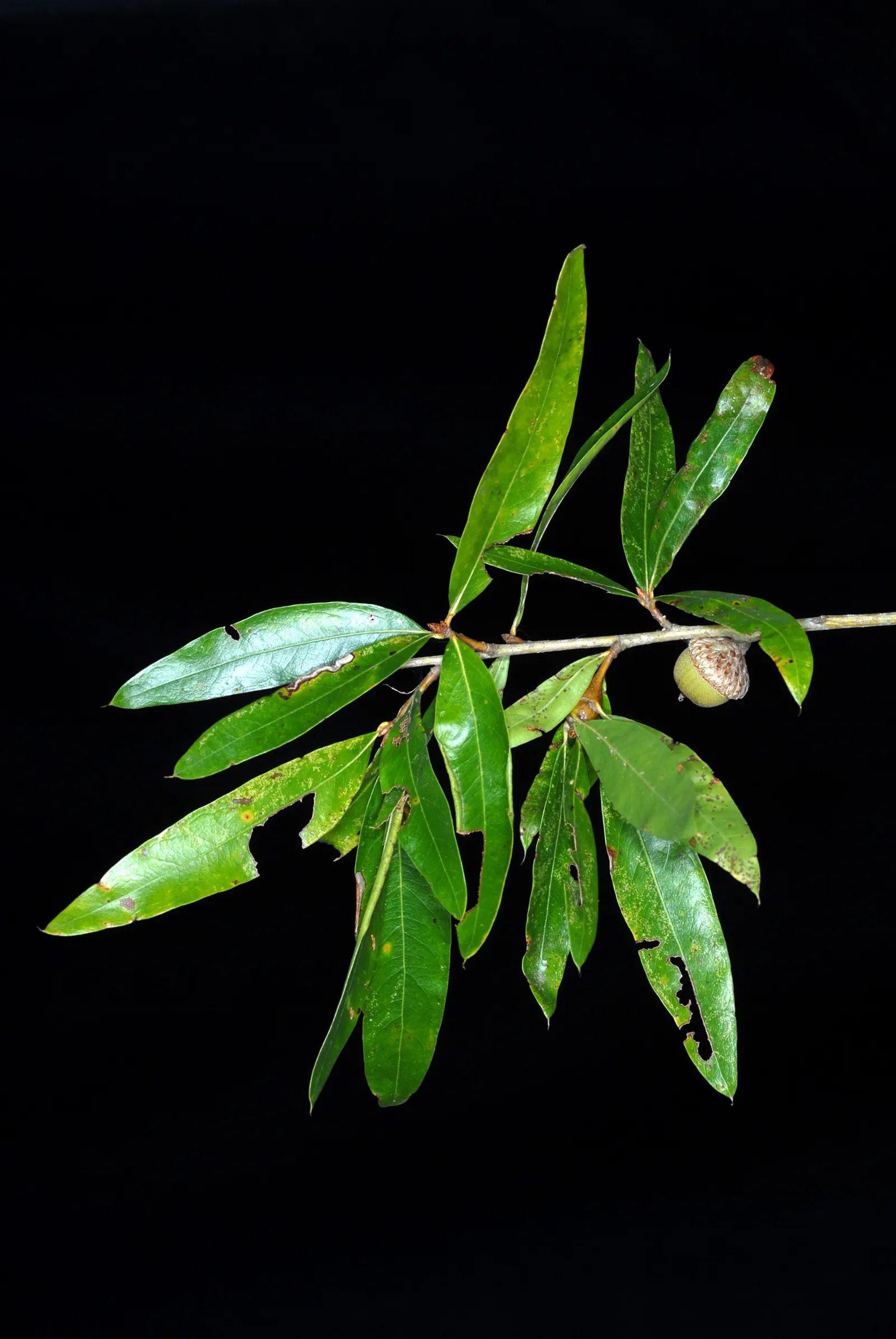 Willow Oak (Quercus Phellos) — making it a suitable addition for many landscapes across the United States; including both wet and dry sites when established