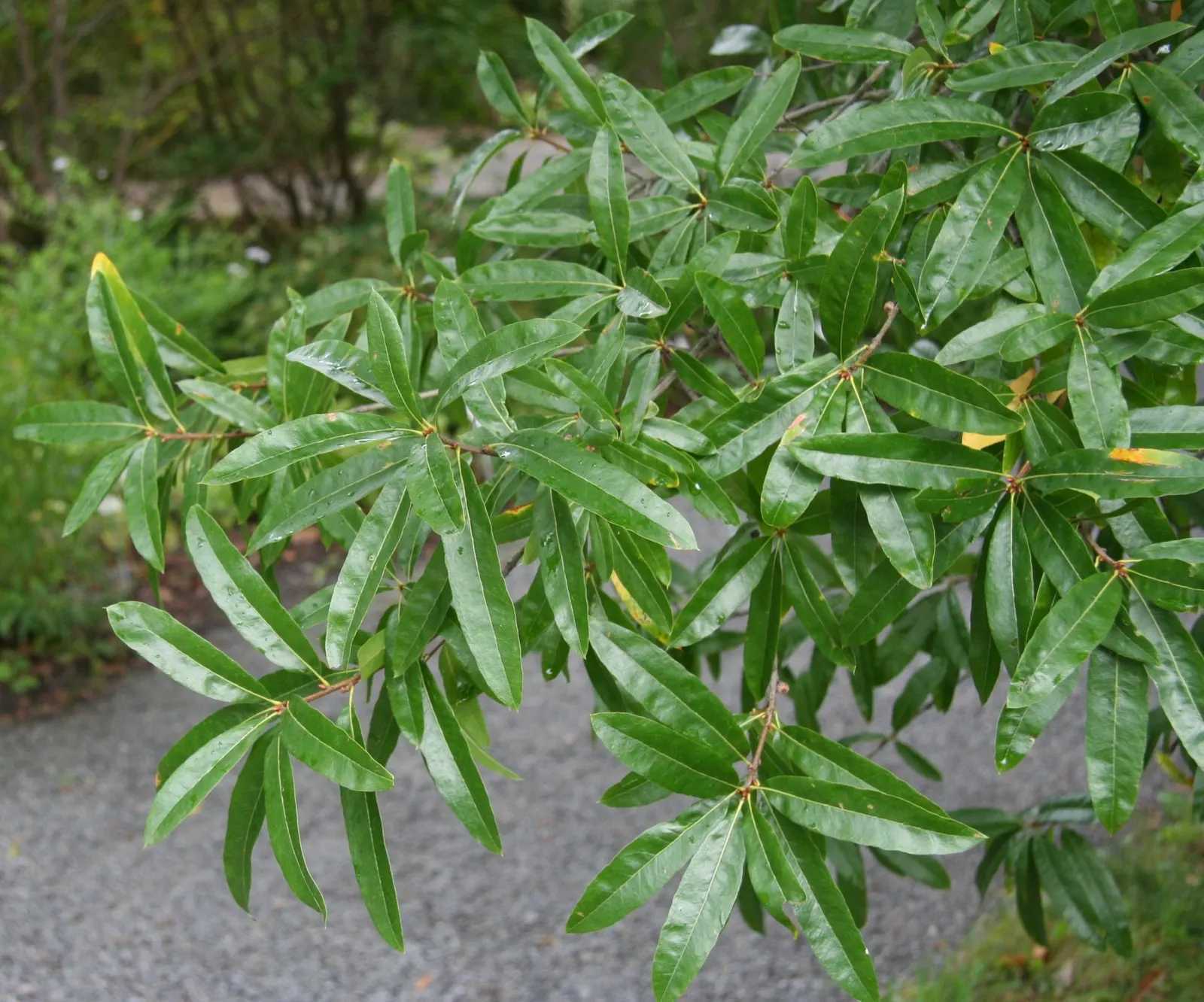 Willow Oak (Quercus Phellos) — This species thrives in USDA Hardiness Zones 5 through 9