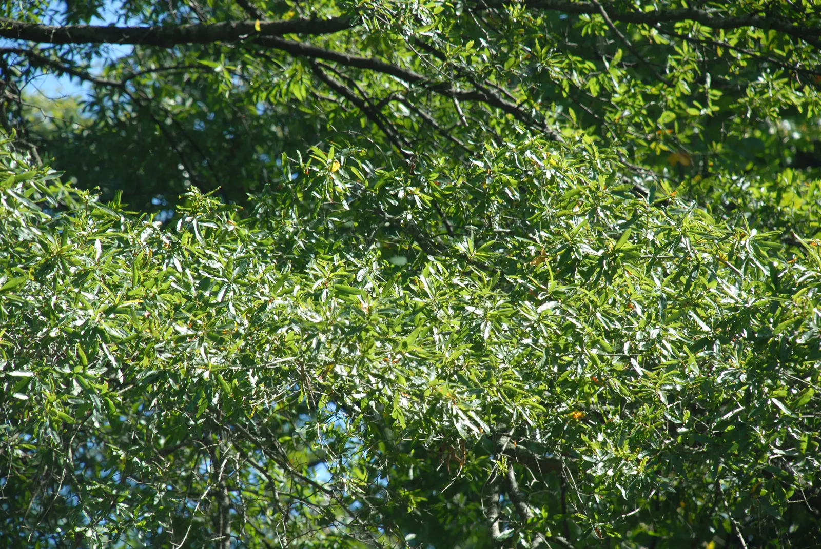 Willow Oak (Quercus Phellos) — The Willow Oak, Quercus phellos, is an elegant deciduous tree, notable for its slender, willow-like leaves