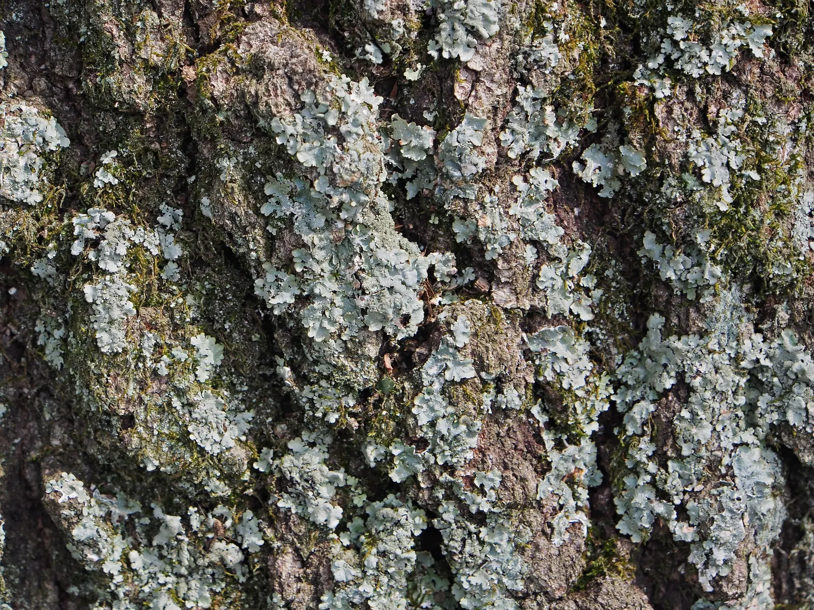 Willow Oak (Quercus Phellos) — and supports diverse wildlife with its acorns; forming a dense canopy with a classic rounded or oval silhouette