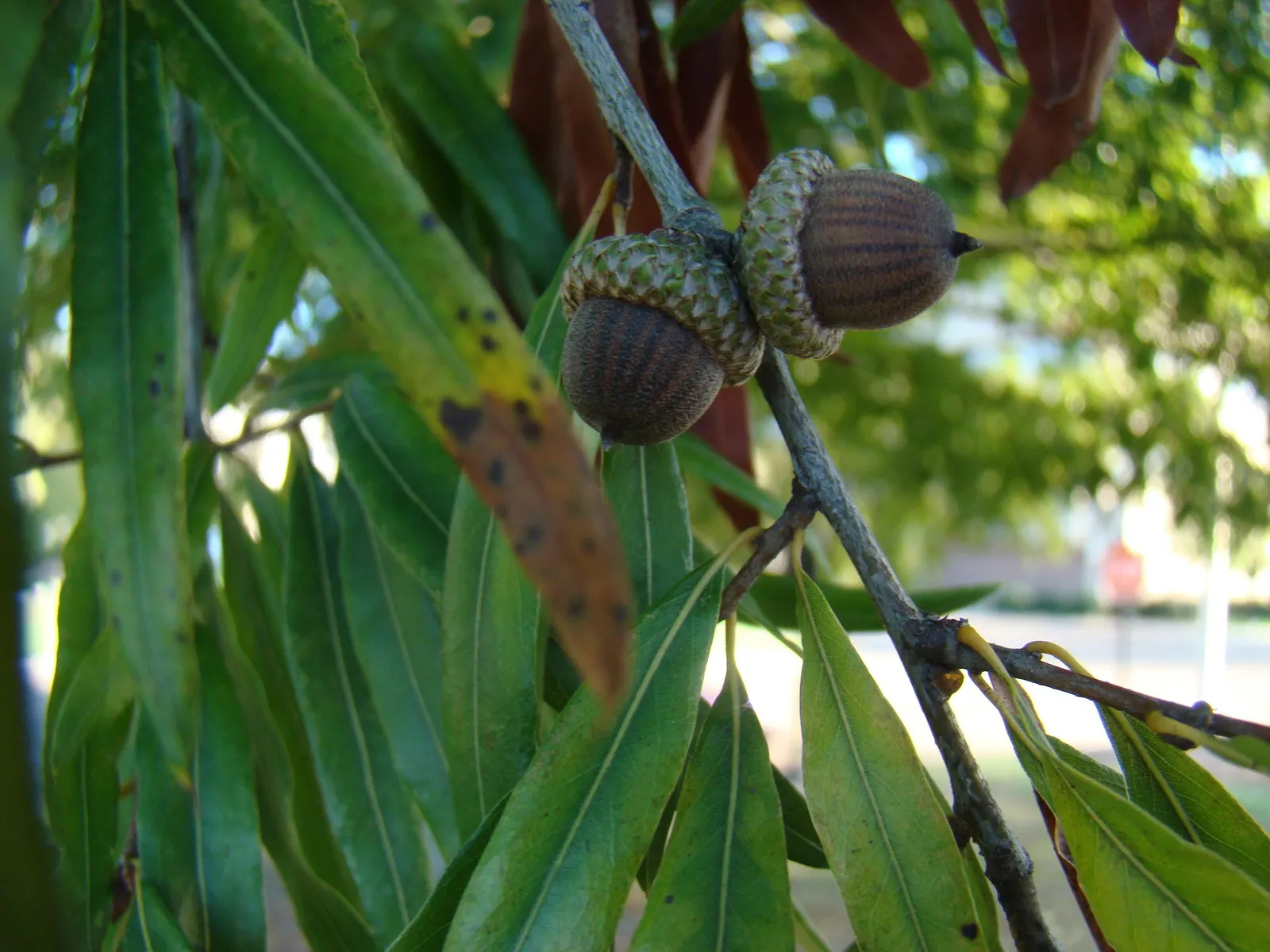 Willow Oak (Quercus Phellos) — The foliage emerges a light green hue in spring; in height with a 30-40 ft