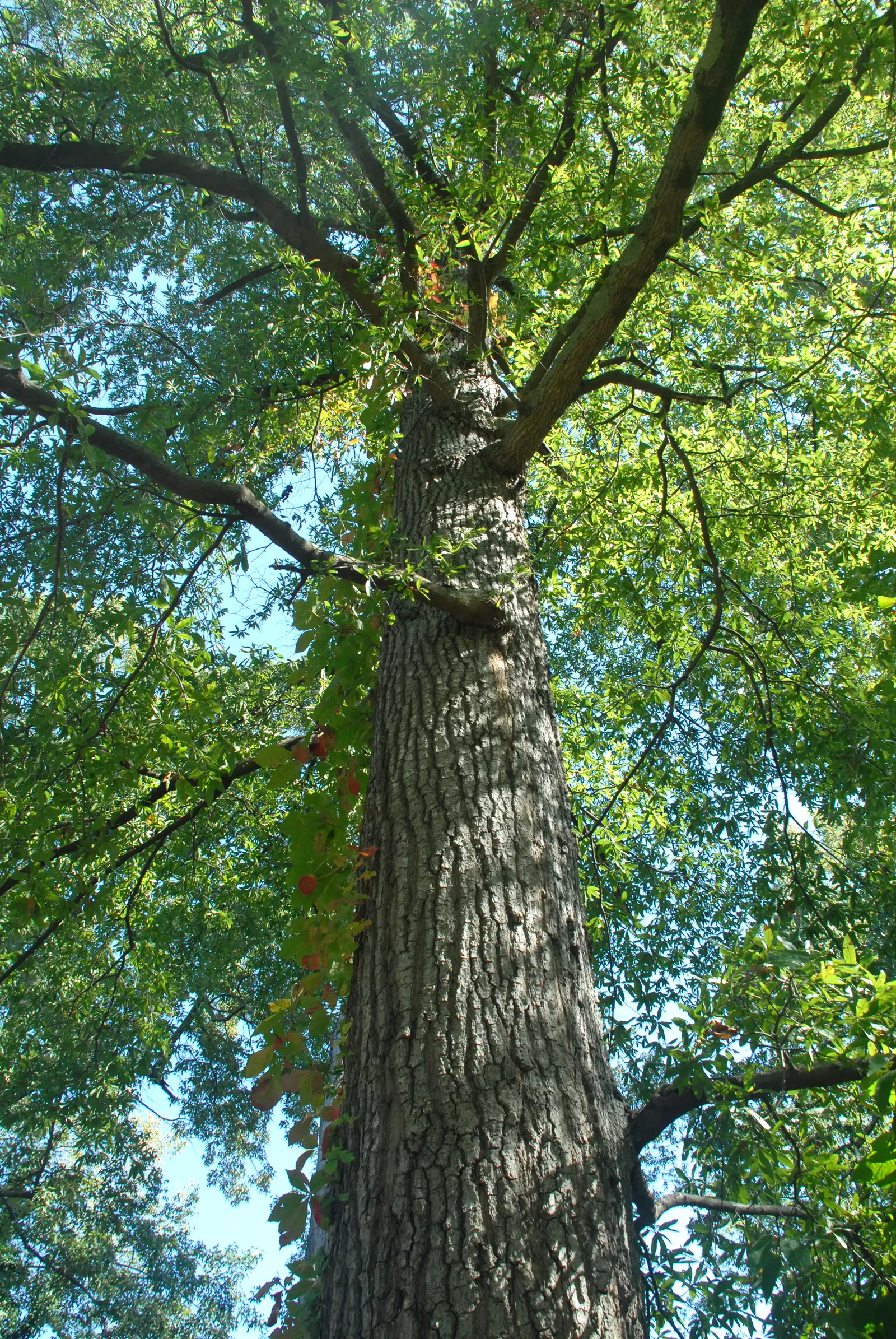 Willow Oak (Quercus Phellos) — tree with green and yellow blooms; full sun exposure is ideal to ensure vigorous growth and optimum health