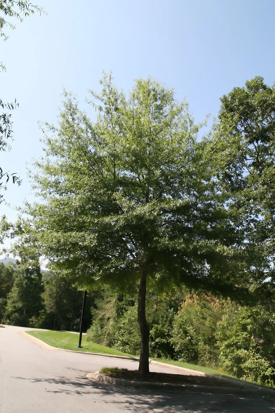 Willow Oak (Quercus Phellos) — Thriving in zones 5-9, it reaches 40-60 ft; the Willow Oak distinguishes itself with narrow, willow-like leaves, image 54