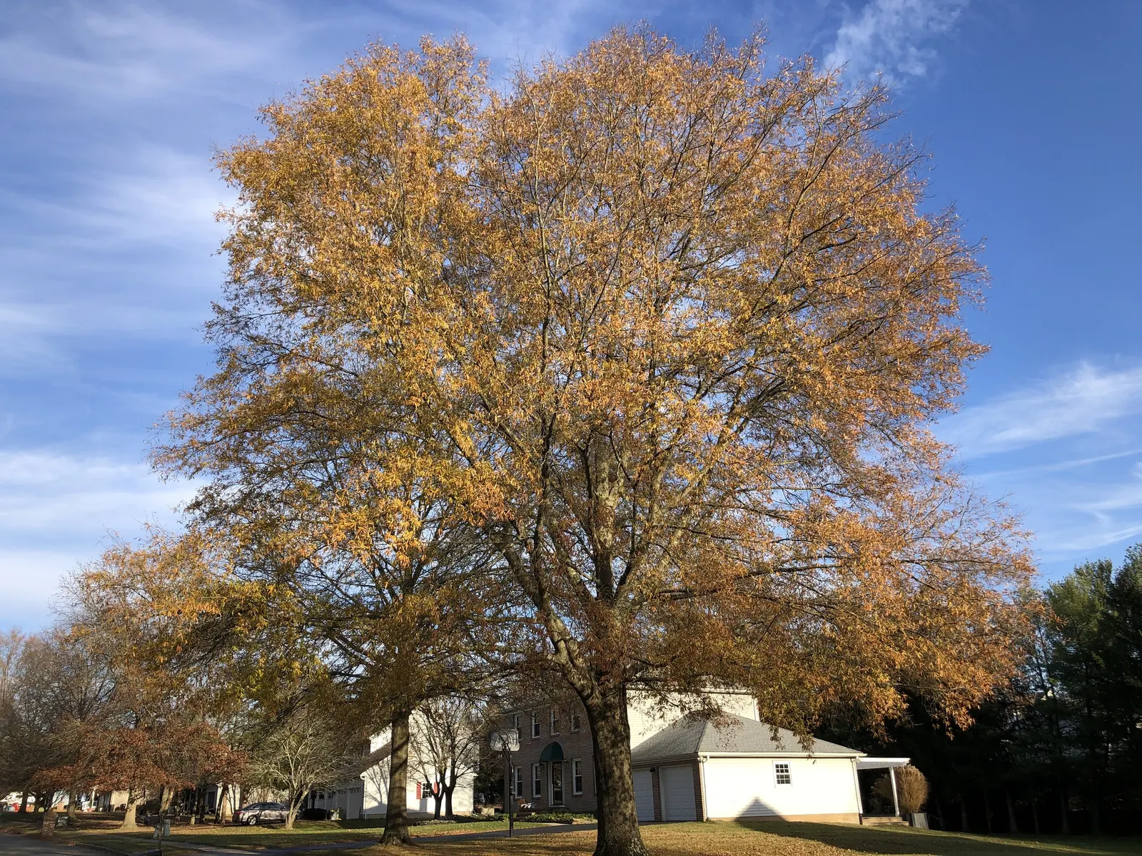 Willow Oak (Quercus Phellos) — When designing a tranquil and wildlife-friendly landscape