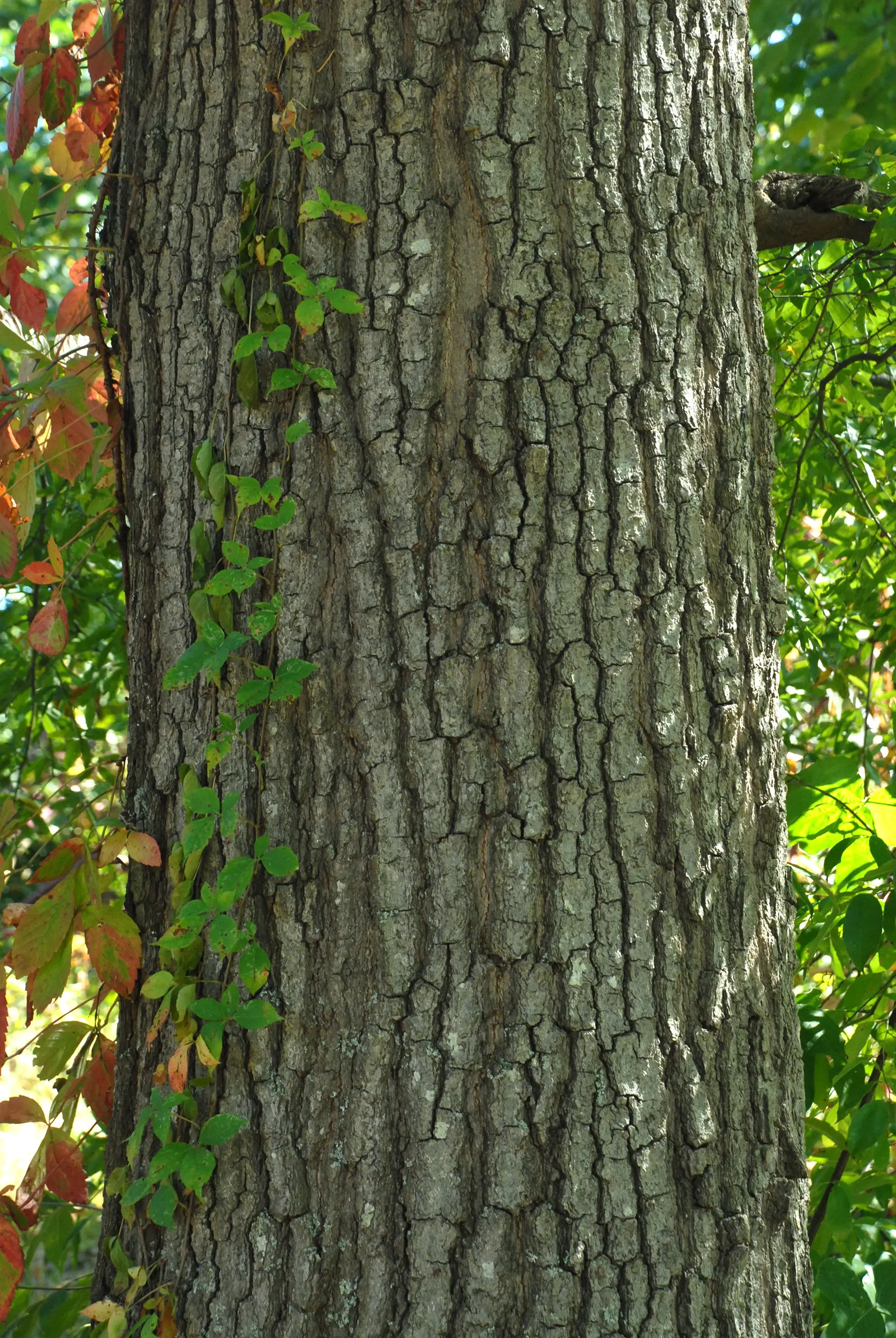 Willow Oak (Quercus Phellos) — The Willow Oak distinguishes itself with narrow, willow-like leaves, which are not typical of most oaks; the Willow Oak is an
