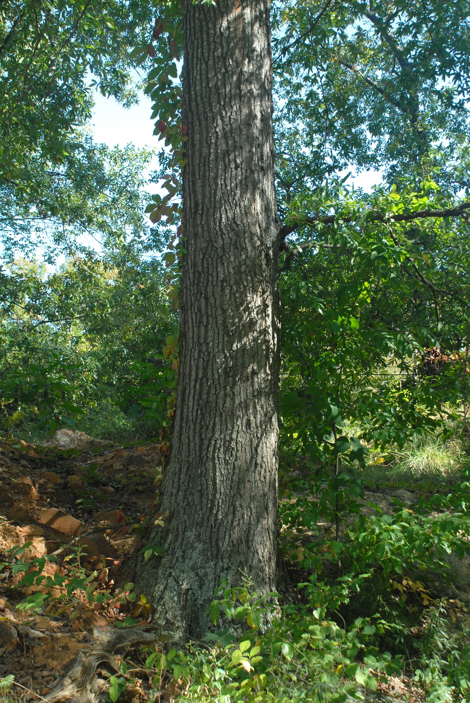 Willow Oak (Quercus Phellos) — in height with a 30-40 ft; with minimal maintenance required once matured.<br><br>In addition to its aesthetic appeal, image 55