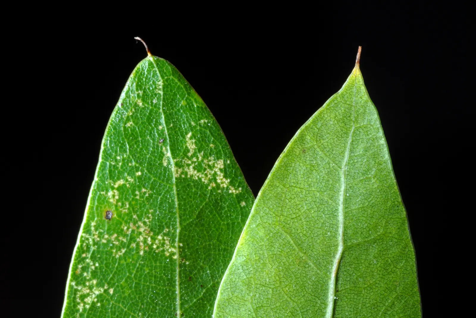 Willow Oak (Quercus Phellos) — The Willow Oak distinguishes itself with narrow, willow-like leaves, which are not typical of most oaks