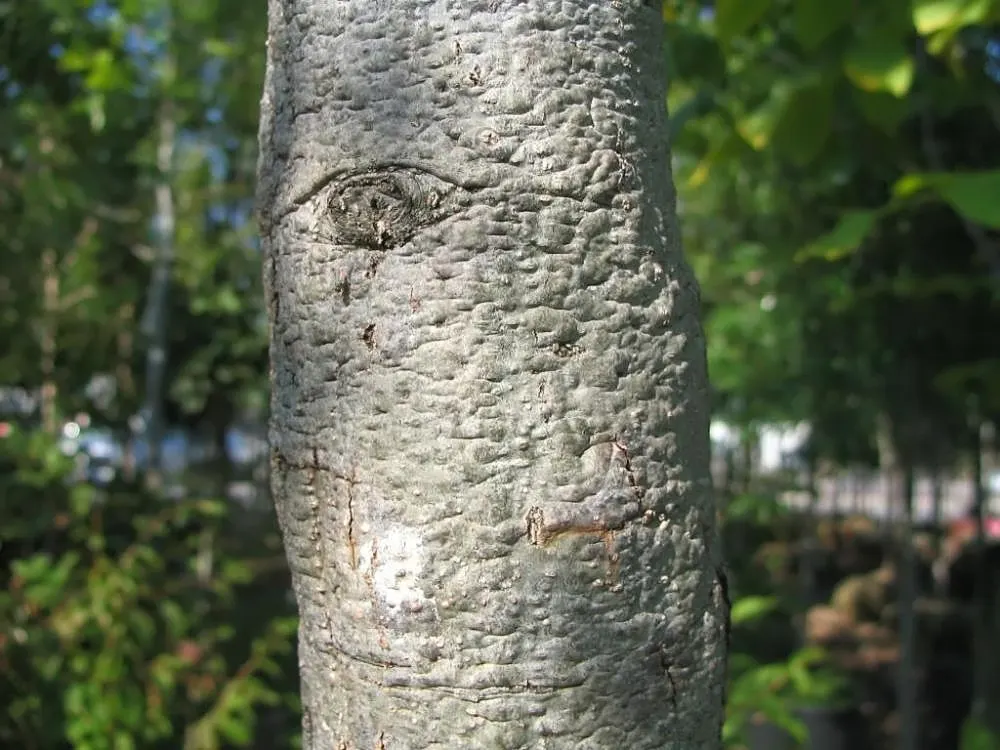 Willow Oak (Quercus Phellos) — tree for full; and four-season interest to the setting