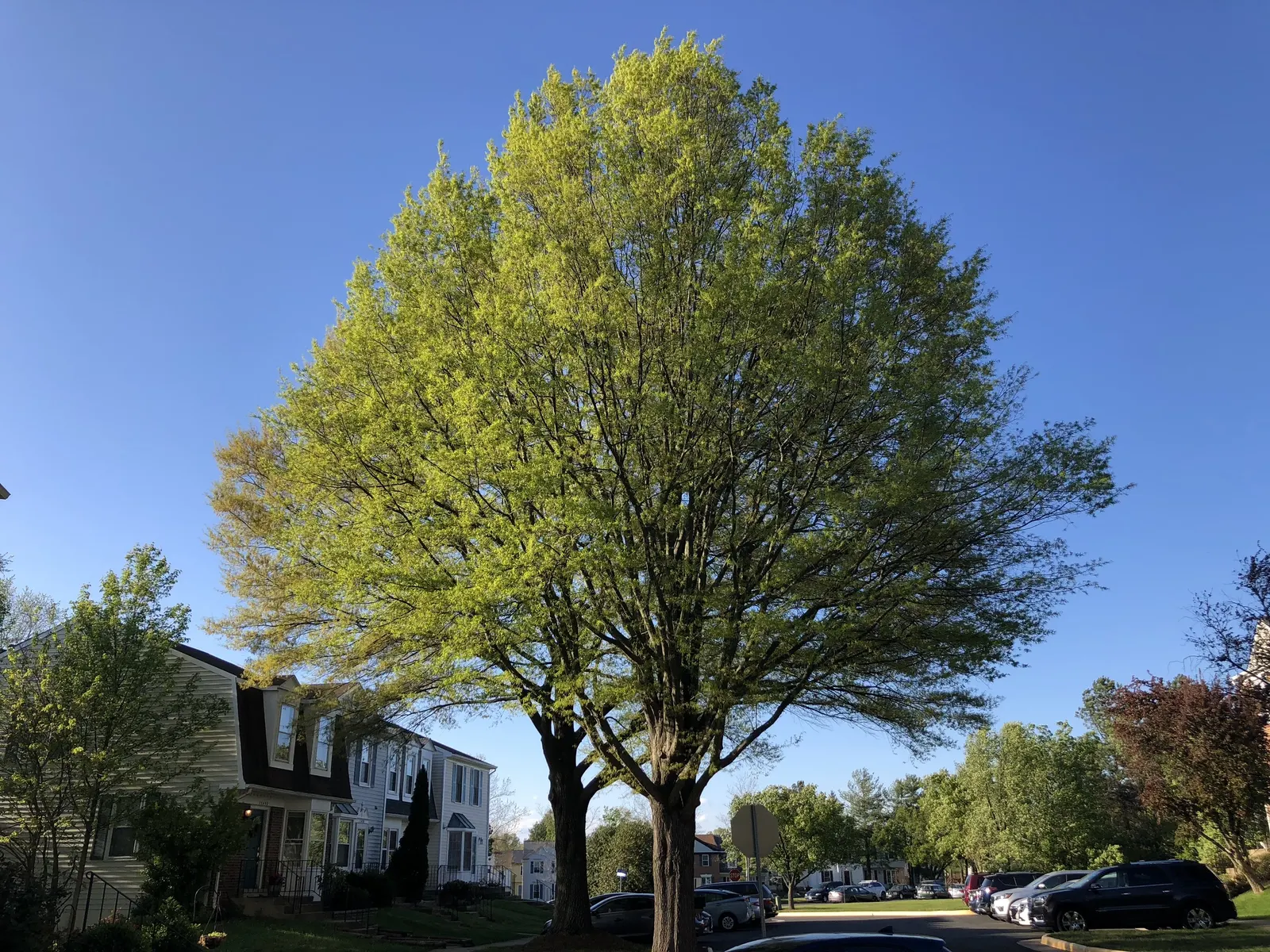 Willow Oak (Quercus Phellos) — forming a dense canopy with a classic rounded or oval silhouette