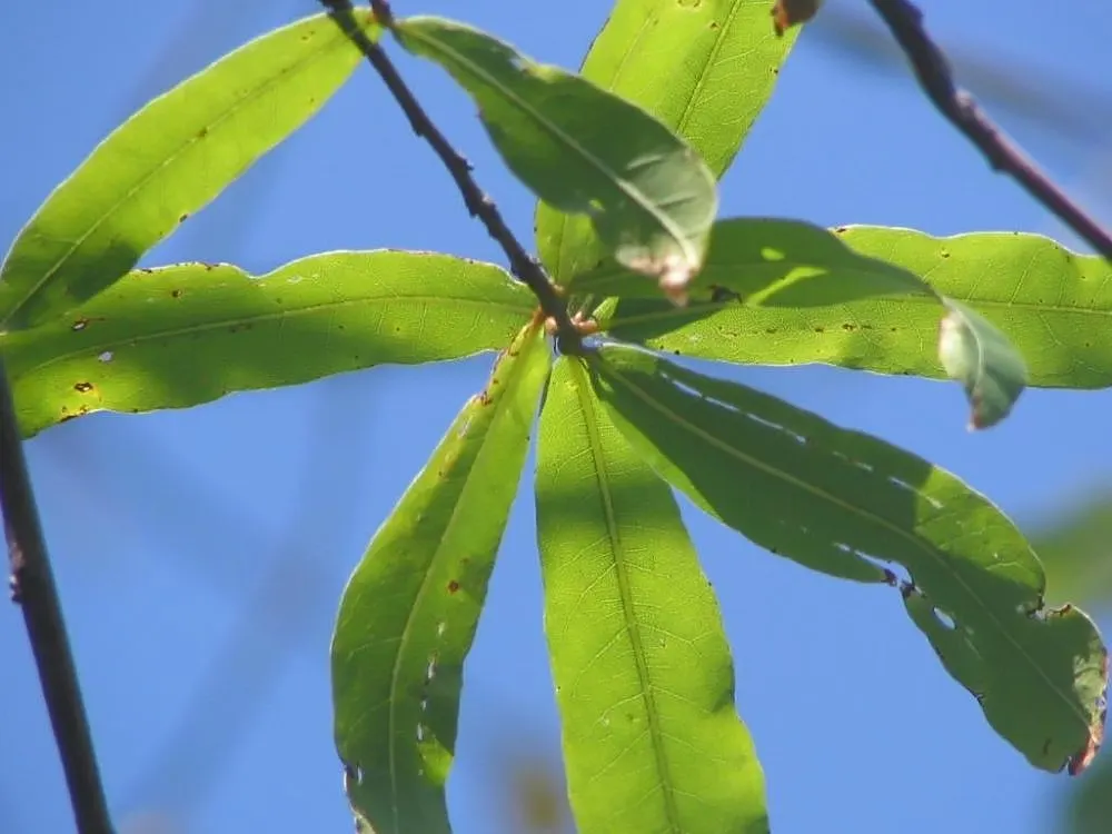 Willow Oak (Quercus Phellos) — forming a dense canopy with a classic rounded or oval silhouette; making it a suitable addition for many landscapes across the