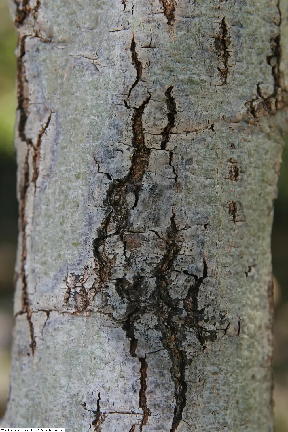 Willow Oak (Quercus Phellos) — Full sun exposure is ideal to ensure vigorous growth and optimum health; turning bright yellow to russet in fall