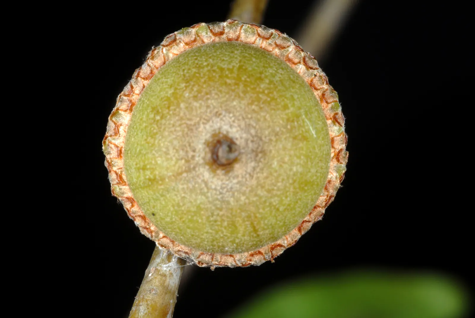 Willow Oak (Quercus Phellos) — offering acorns as a food source for birds and mammals; scientifically named Quercus phellos