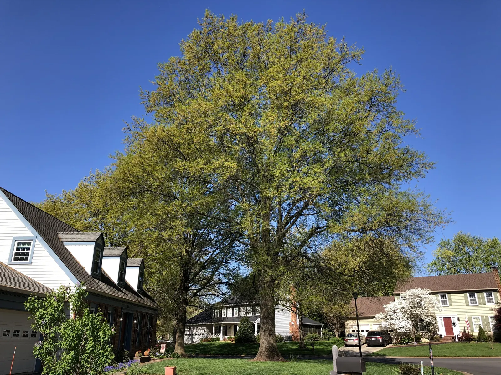 Willow Oak (Quercus Phellos) — the Willow Oak is an indispensable component