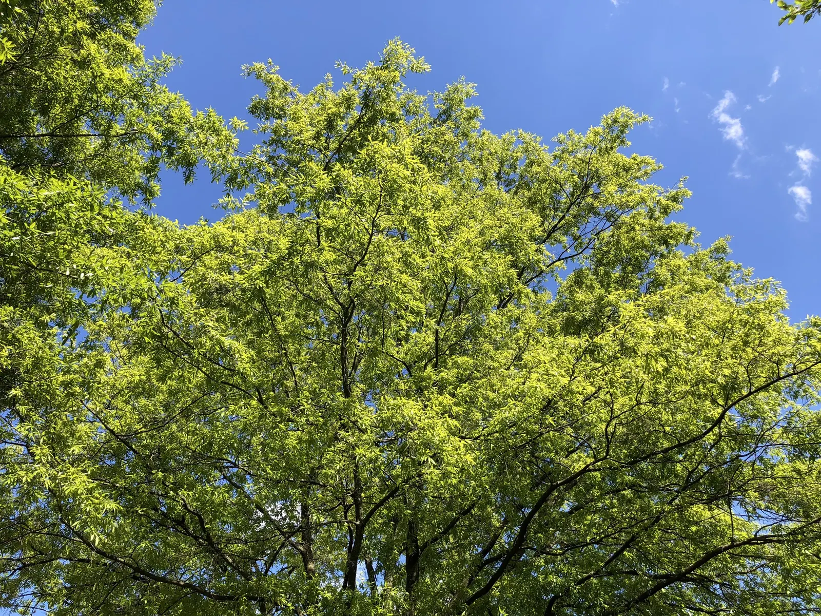 Willow Oak (Quercus Phellos) — making it a suitable addition for many landscapes across the United States