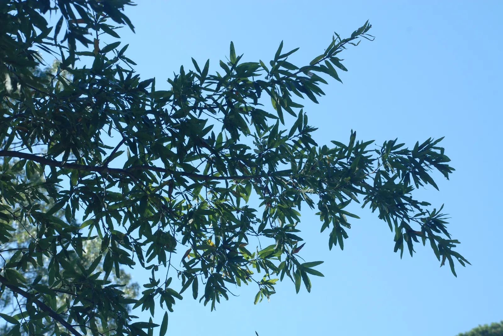 Willow Oak (Quercus Phellos) — Full sun exposure is ideal to ensure vigorous growth and optimum health