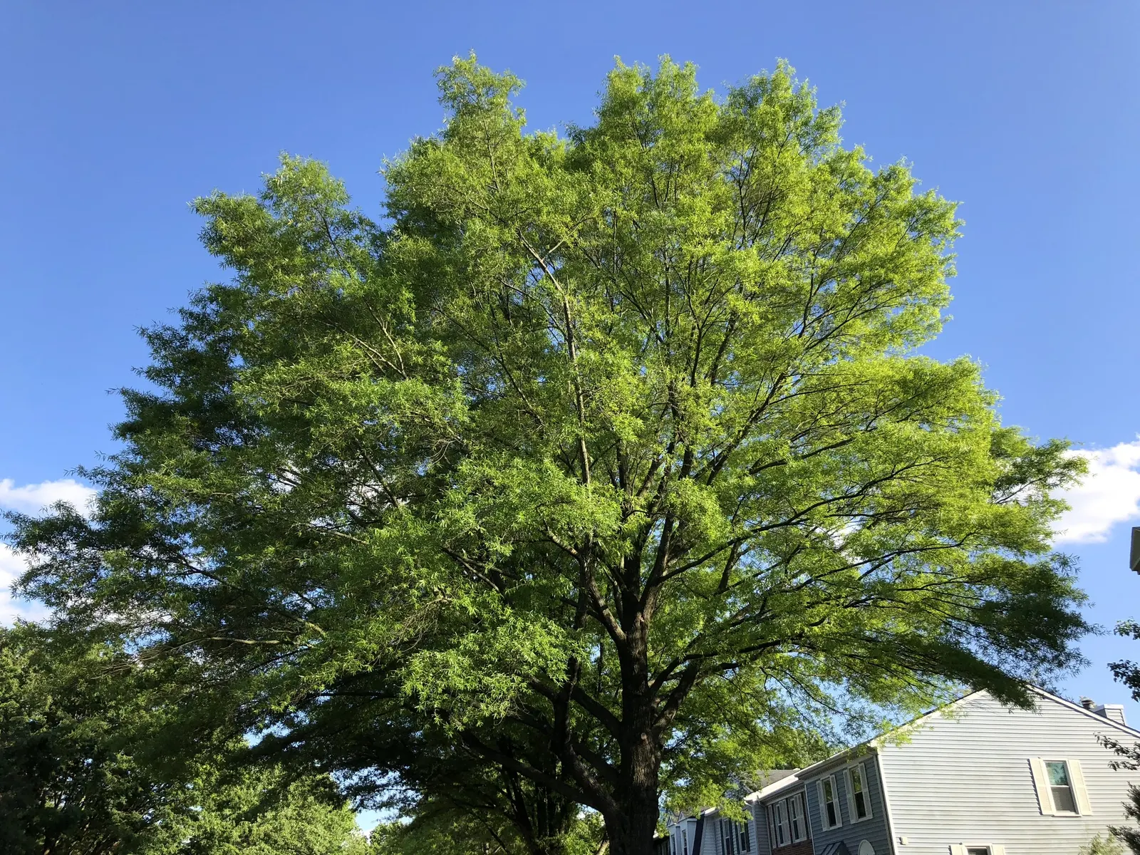 Willow Oak (Quercus Phellos) — Thriving in zones 5-9, it reaches 40-60 ft; the Willow Oak distinguishes itself with narrow, willow-like leaves, which are not
