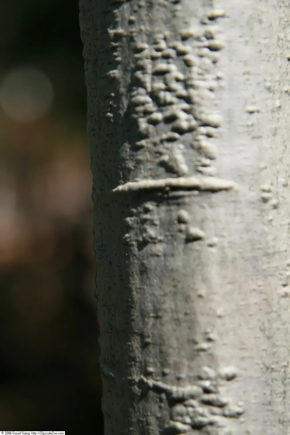 Willow Oak (Quercus Phellos) — The Willow Oak, Quercus phellos, is an elegant deciduous tree, notable for its slender, willow-like leaves; adaptable and