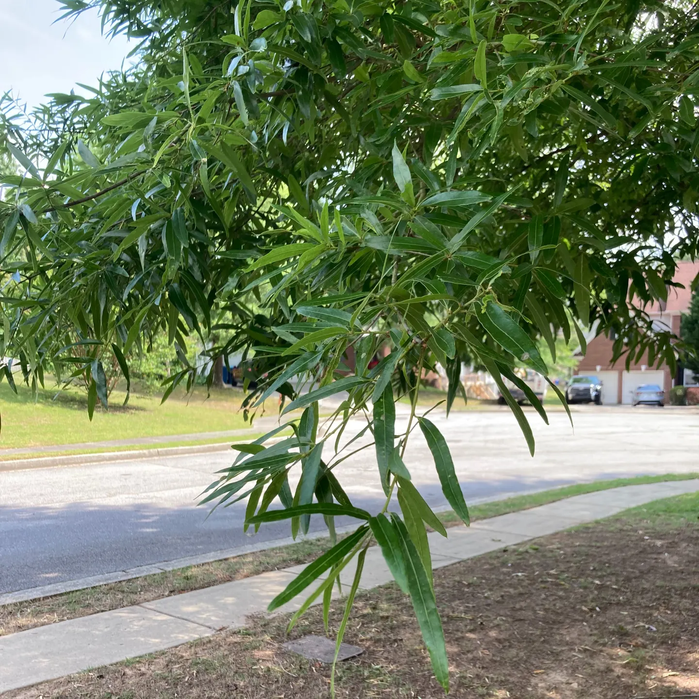 Willow Oak (Quercus Phellos) — scientifically named Quercus phellos; offering acorns as a food source for birds and mammals