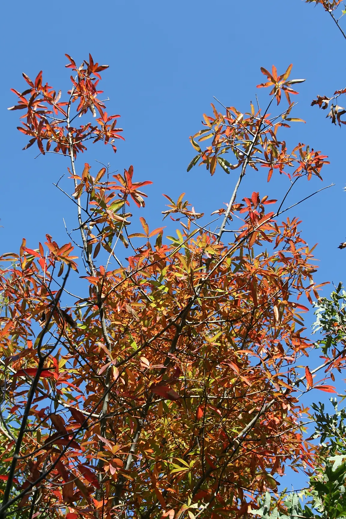 Willow Oak (Quercus Phellos) — turning bright yellow to russet in fall; and supports diverse wildlife with its acorns