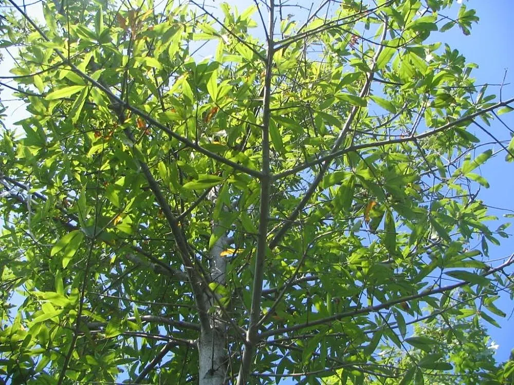 Willow Oak (Quercus Phellos) — the Willow Oak is an indispensable component; when designing a tranquil and wildlife-friendly landscape