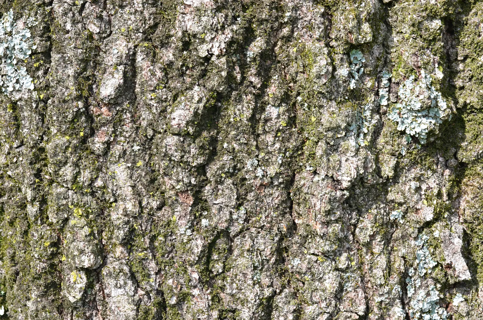 Willow Oak (Quercus Phellos) — is a stately deciduous tree renowned for its lush foliage and adaptable nature; the Willow Oak, Quercus phellos, is an elegant