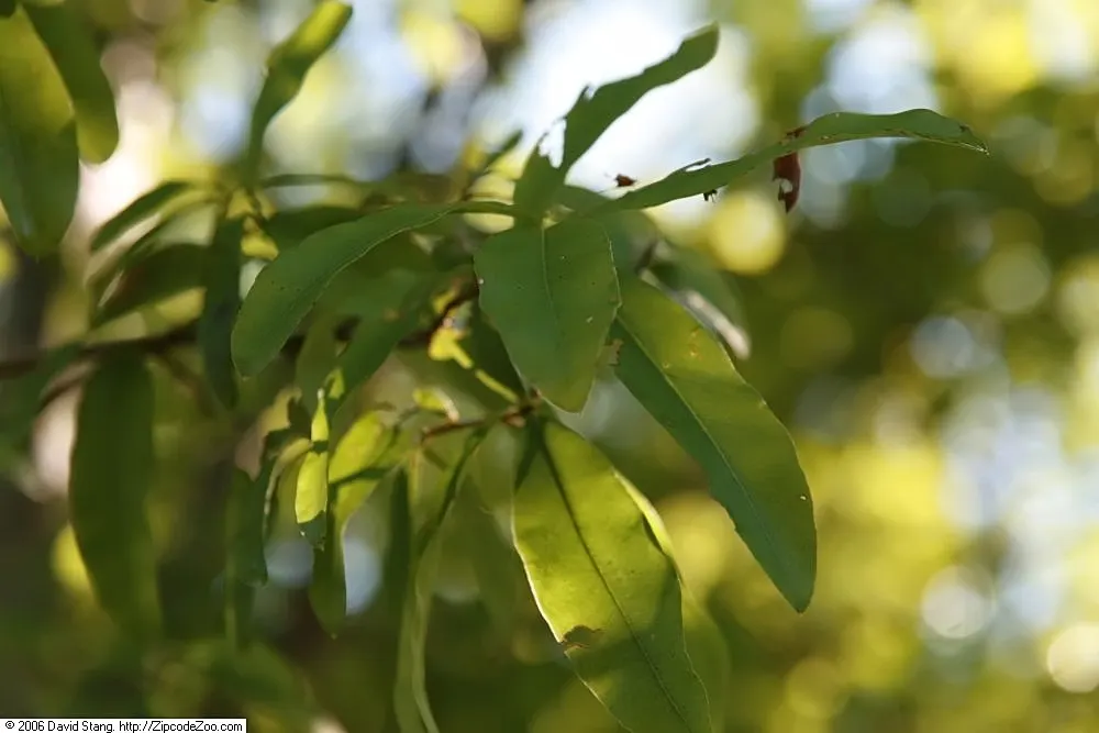 Willow Oak (Quercus Phellos) — Regular watering and annual mulching are beneficial in the early years; the foliage emerges a light green hue in spring