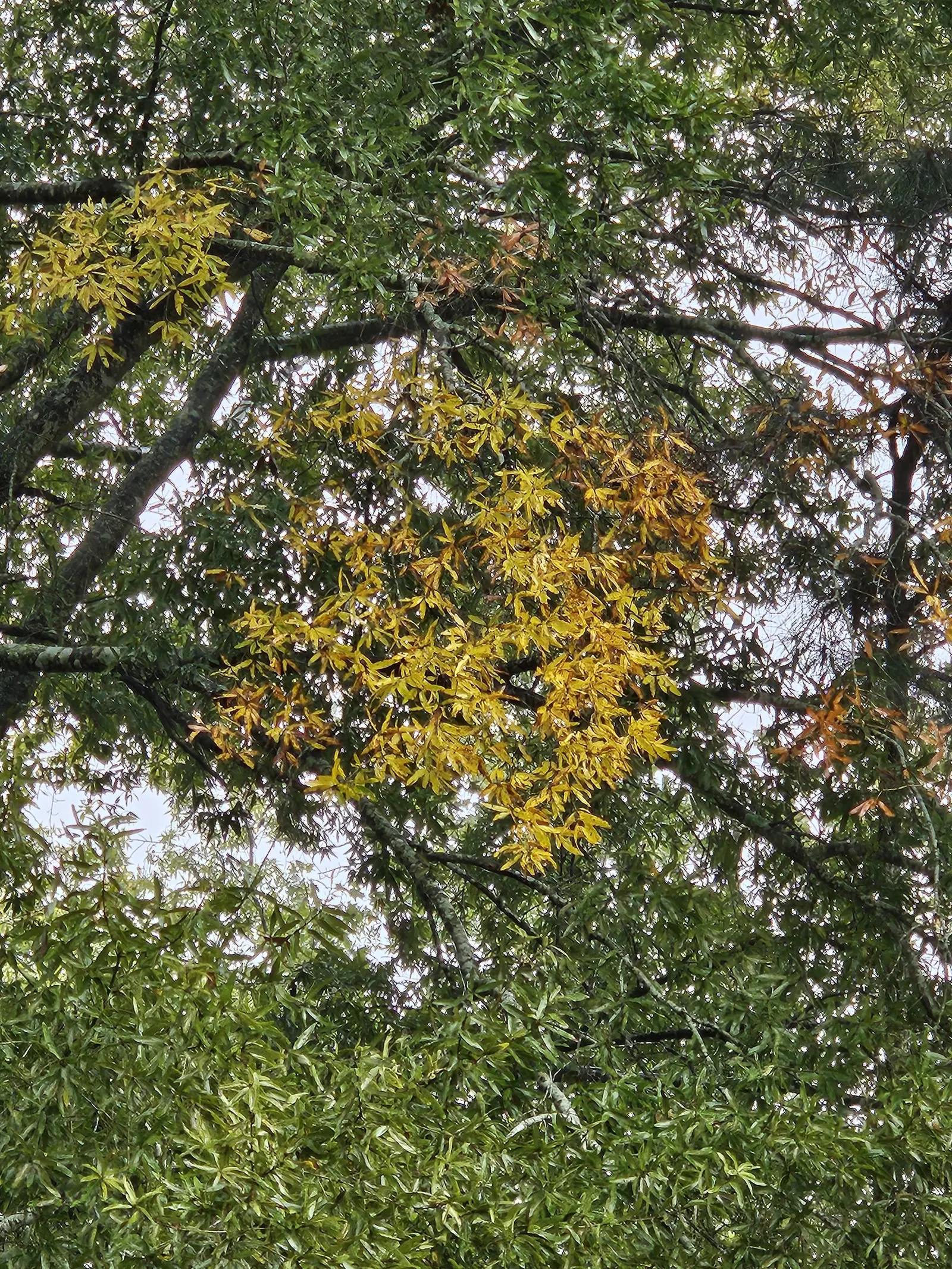 Willow Oak (Quercus Phellos) — the Willow Oak supports local wildlife