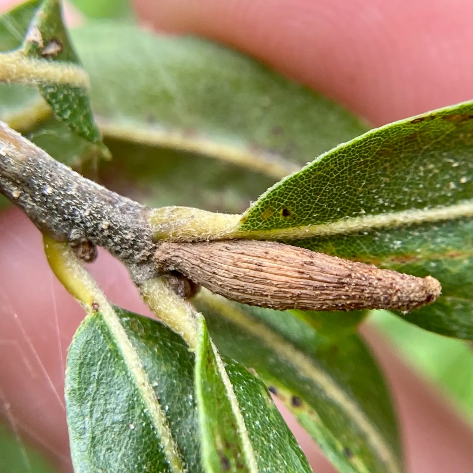 Willow Oak (Quercus Phellos) — Thriving in zones 5-9, it reaches 40-60 ft