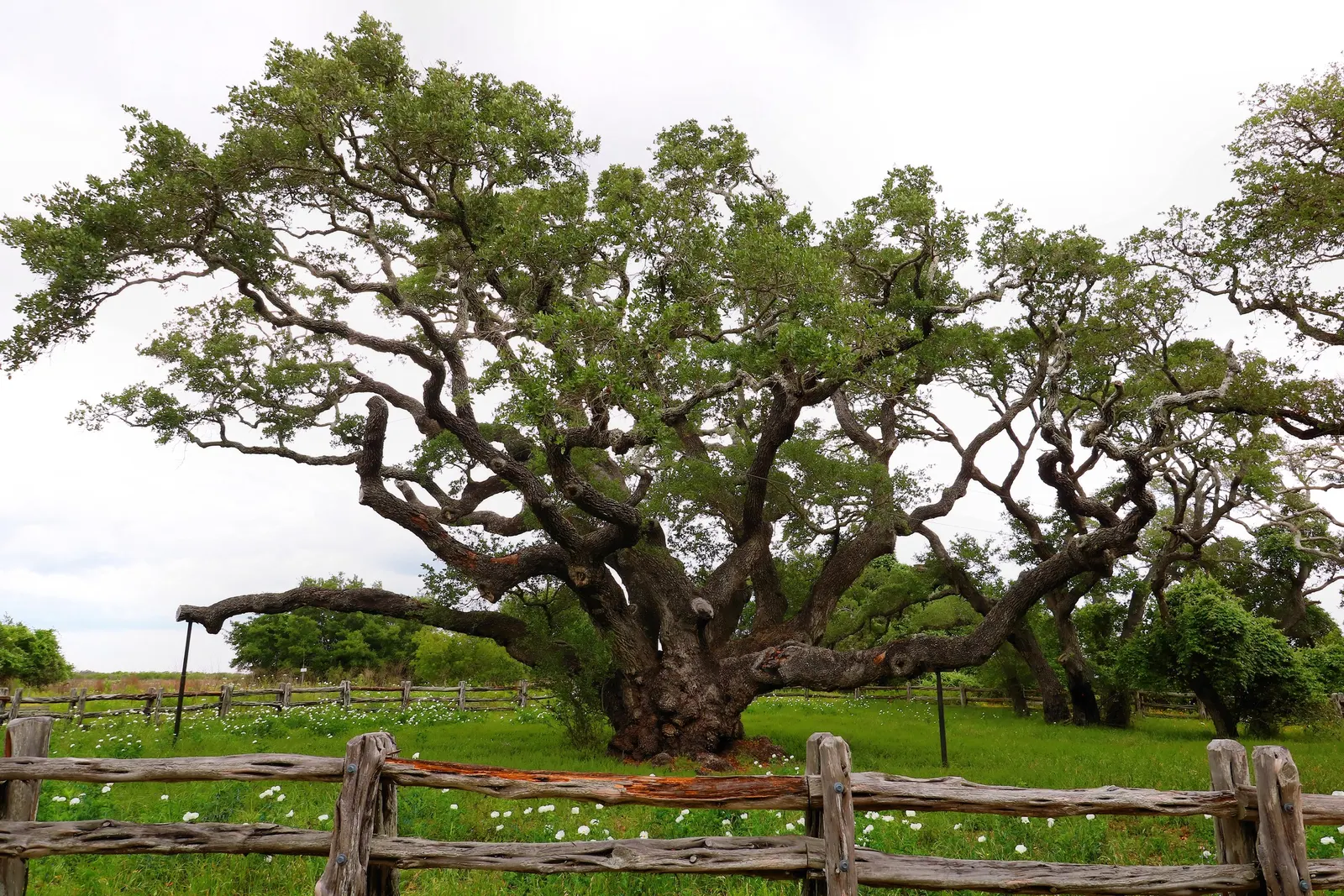 Willow Oak (Quercus Phellos) — turning bright yellow to russet in fall; and supports diverse wildlife with its acorns, image 57