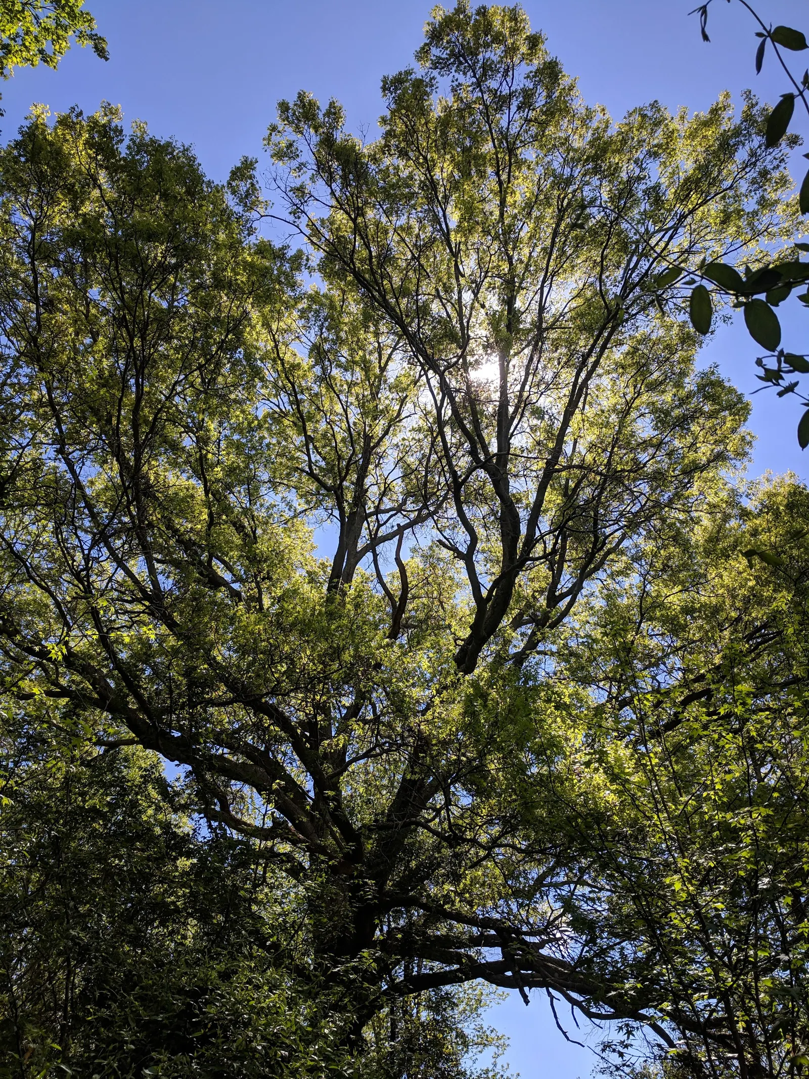 Willow Oak (Quercus Phellos) — turning bright yellow to russet in fall