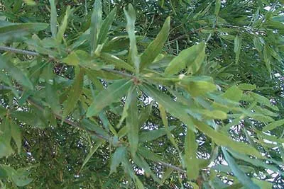 Willow Oak (Quercus Phellos) — in height with a 30-40 ft; with minimal maintenance required once matured.<br><br>In addition to its aesthetic appeal