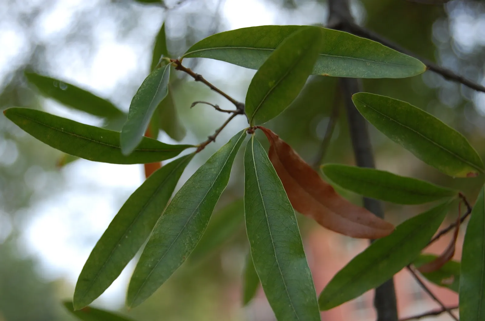 Willow Oak (Quercus Phellos) — green and yellow flowers in the garden