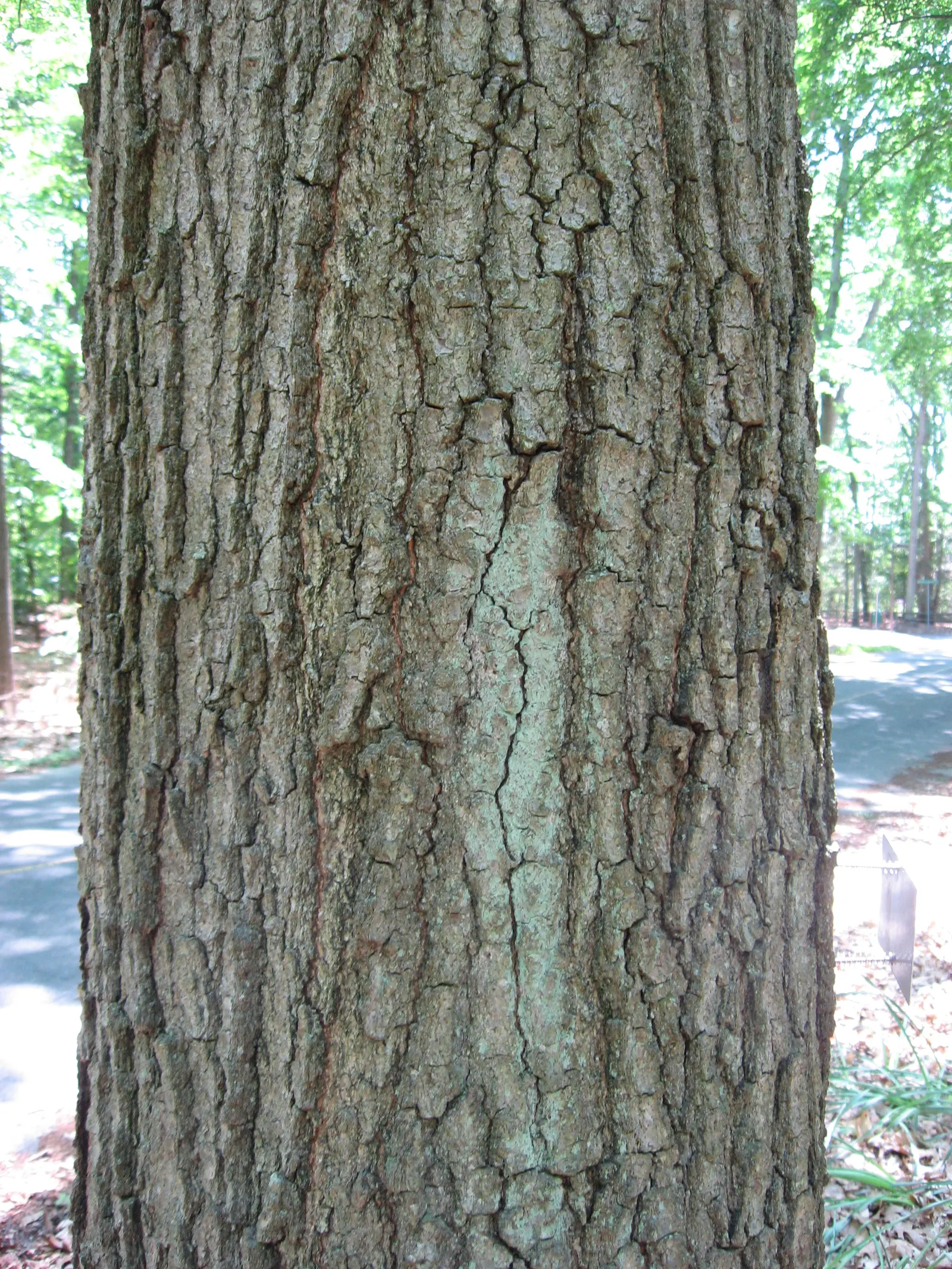 Willow Oak (Quercus Phellos) — with minimal maintenance required once matured.<br><br>In addition to its aesthetic appeal