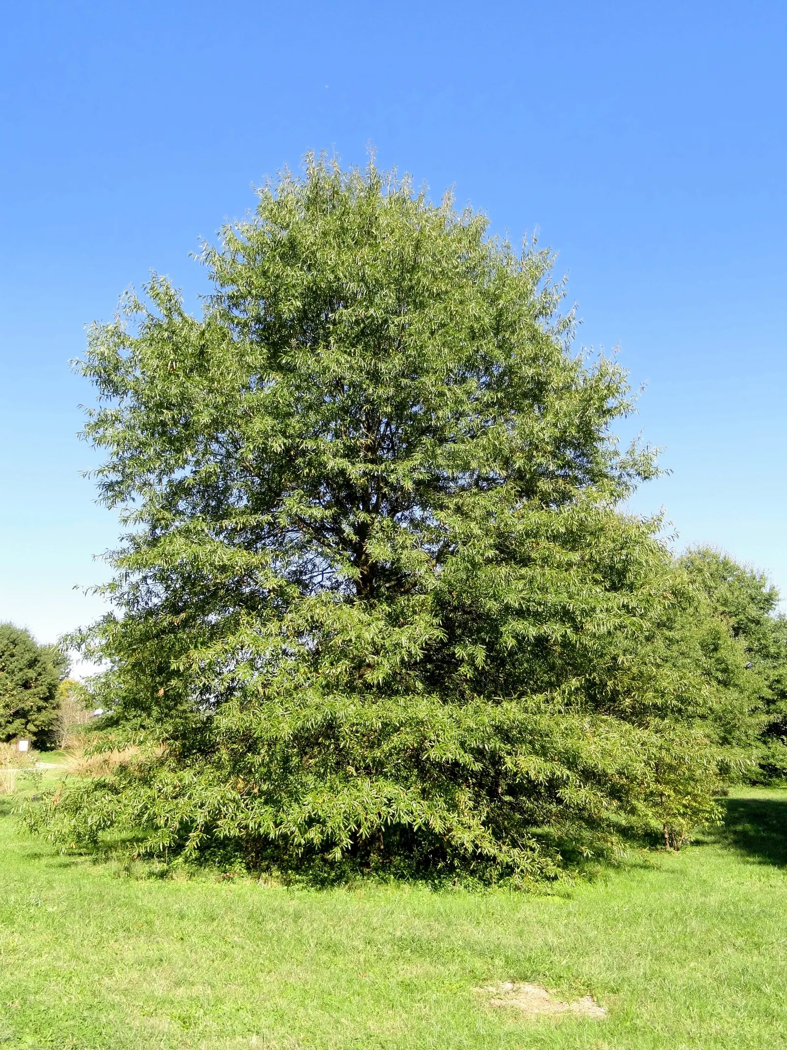 Willow Oak (Quercus Phellos) — Adaptable and robust, this oak prefers full sun and moist, well-drained soils