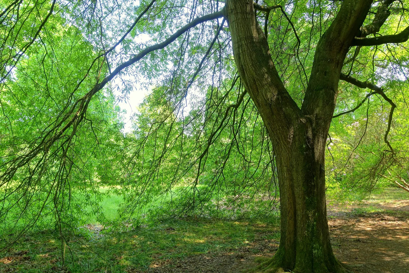 Willow Oak (Quercus Phellos) — The foliage emerges a light green hue in spring