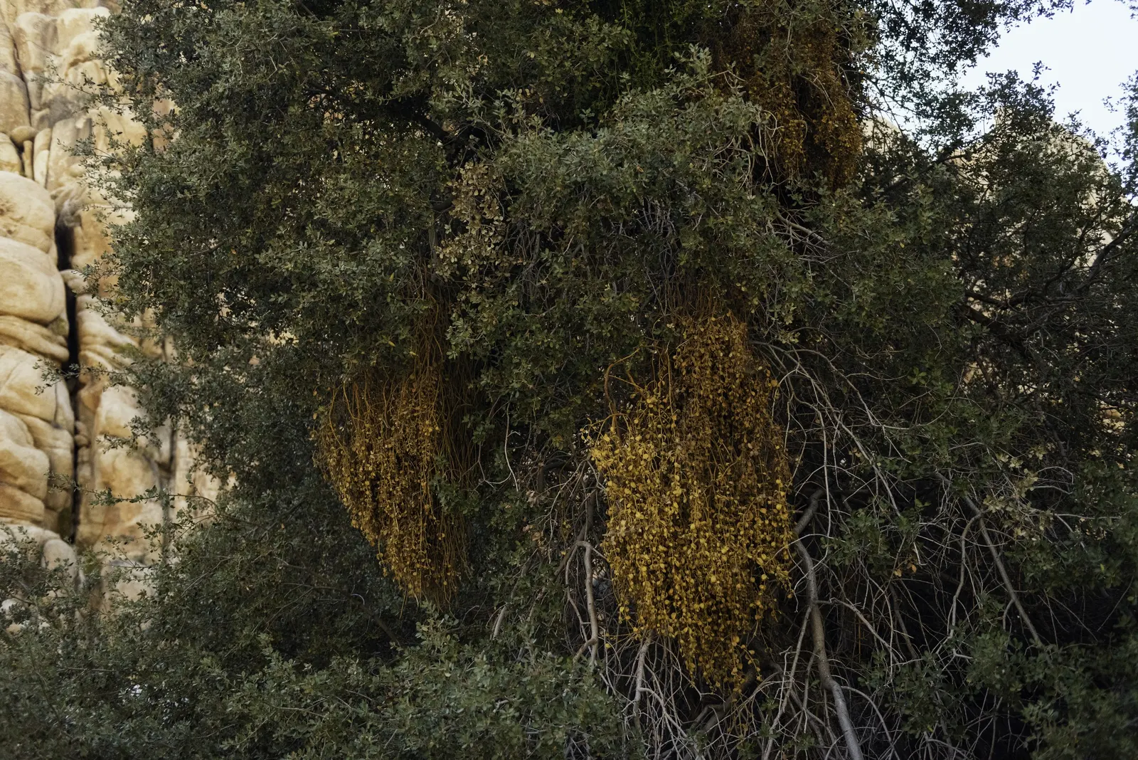 Willow Oak (Quercus Phellos) — well-drained acidic soils but demonstrates considerable tolerance for various conditions