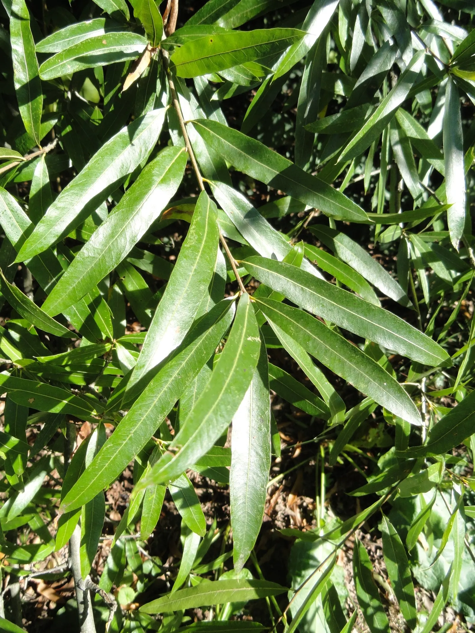 Willow Oak (Quercus Phellos) — When designing a tranquil and wildlife-friendly landscape; well-drained acidic soils but demonstrates considerable tolerance for