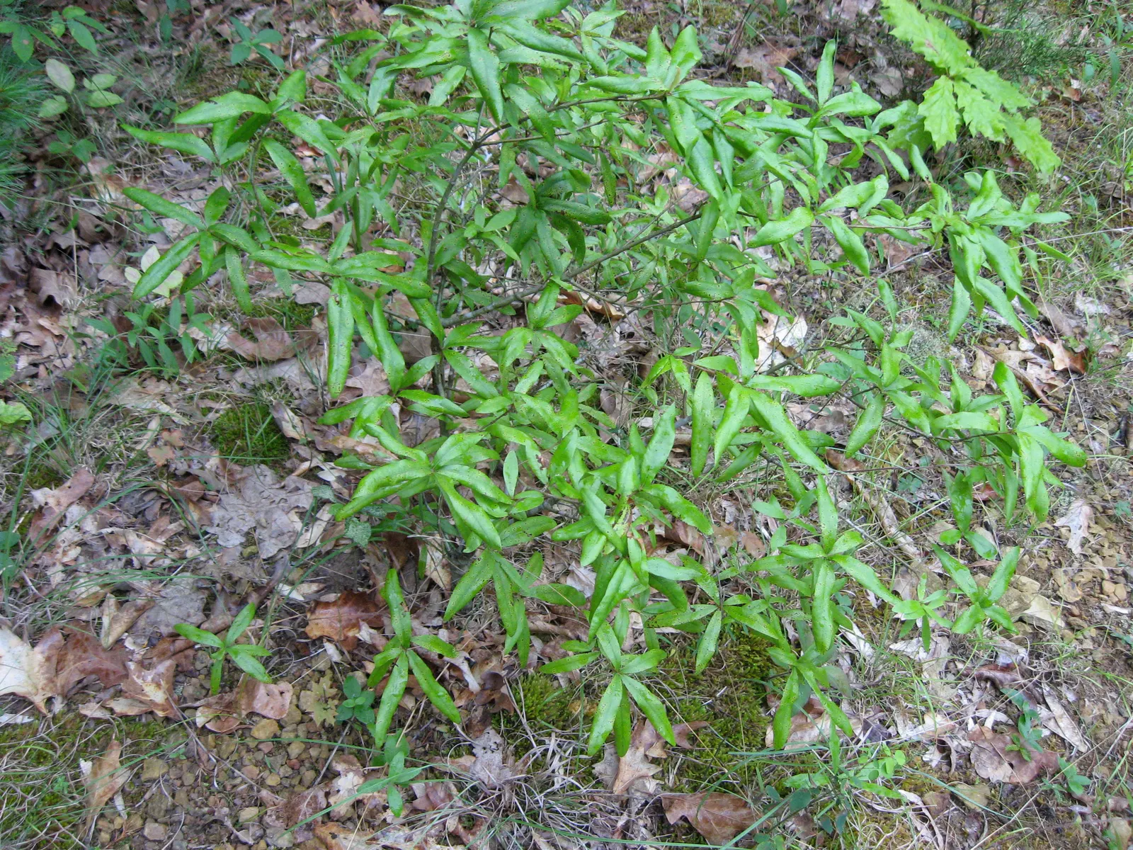Willow Oak (Quercus Phellos) — including both wet and dry sites when established; green and yellow flowers in the garden