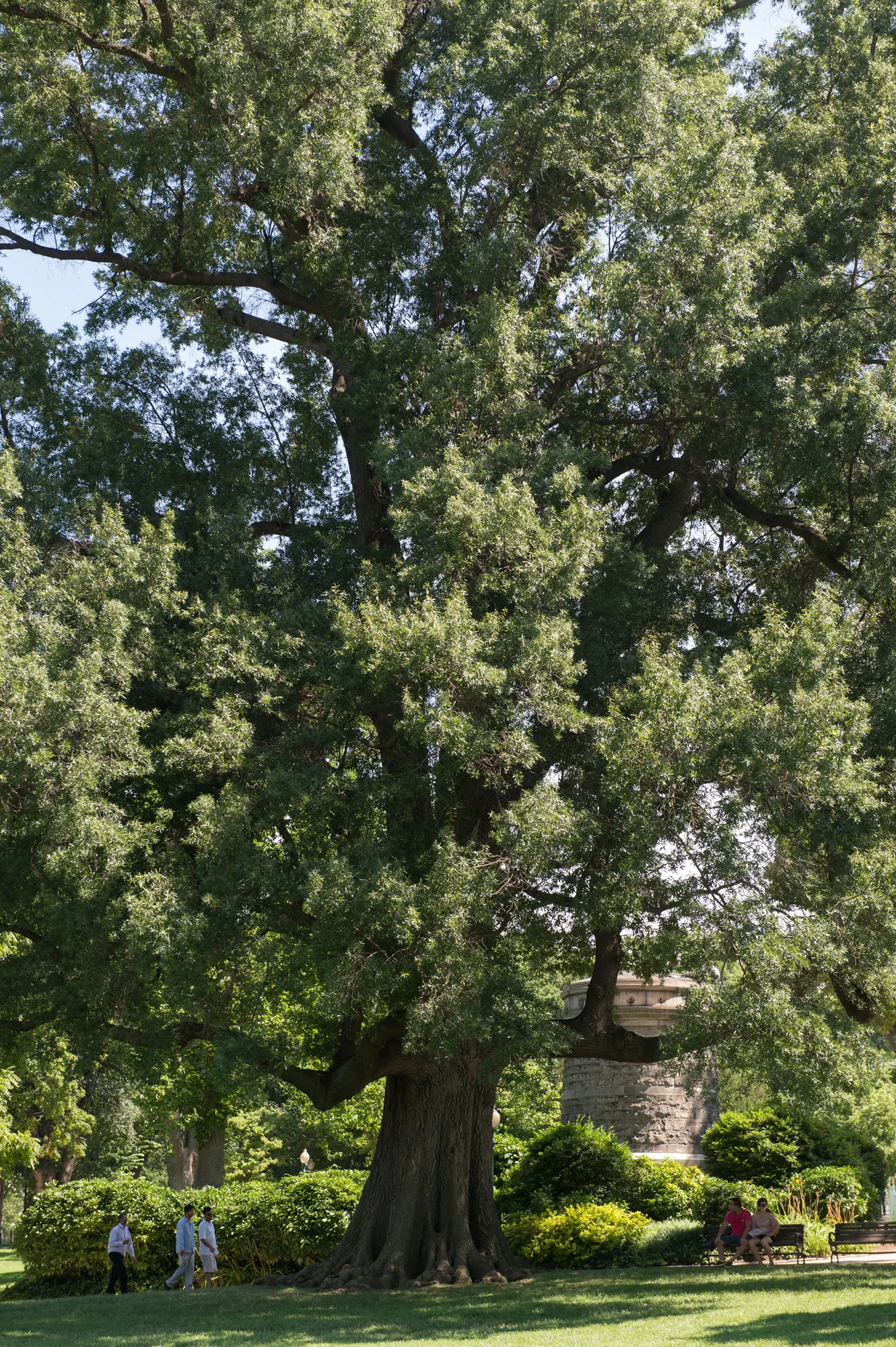 Willow Oak (Quercus Phellos) — well-drained acidic soils but demonstrates considerable tolerance for various conditions; regular watering and annual mulching