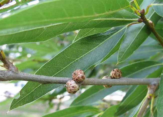 Willow Oak (Quercus Phellos) — is a stately deciduous tree renowned for its lush foliage and adaptable nature