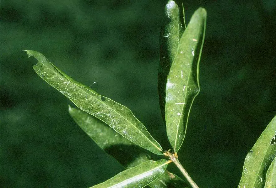 Willow Oak (Quercus Phellos) — and four-season interest to the setting; thriving in zones 5-9, it reaches 40-60 ft