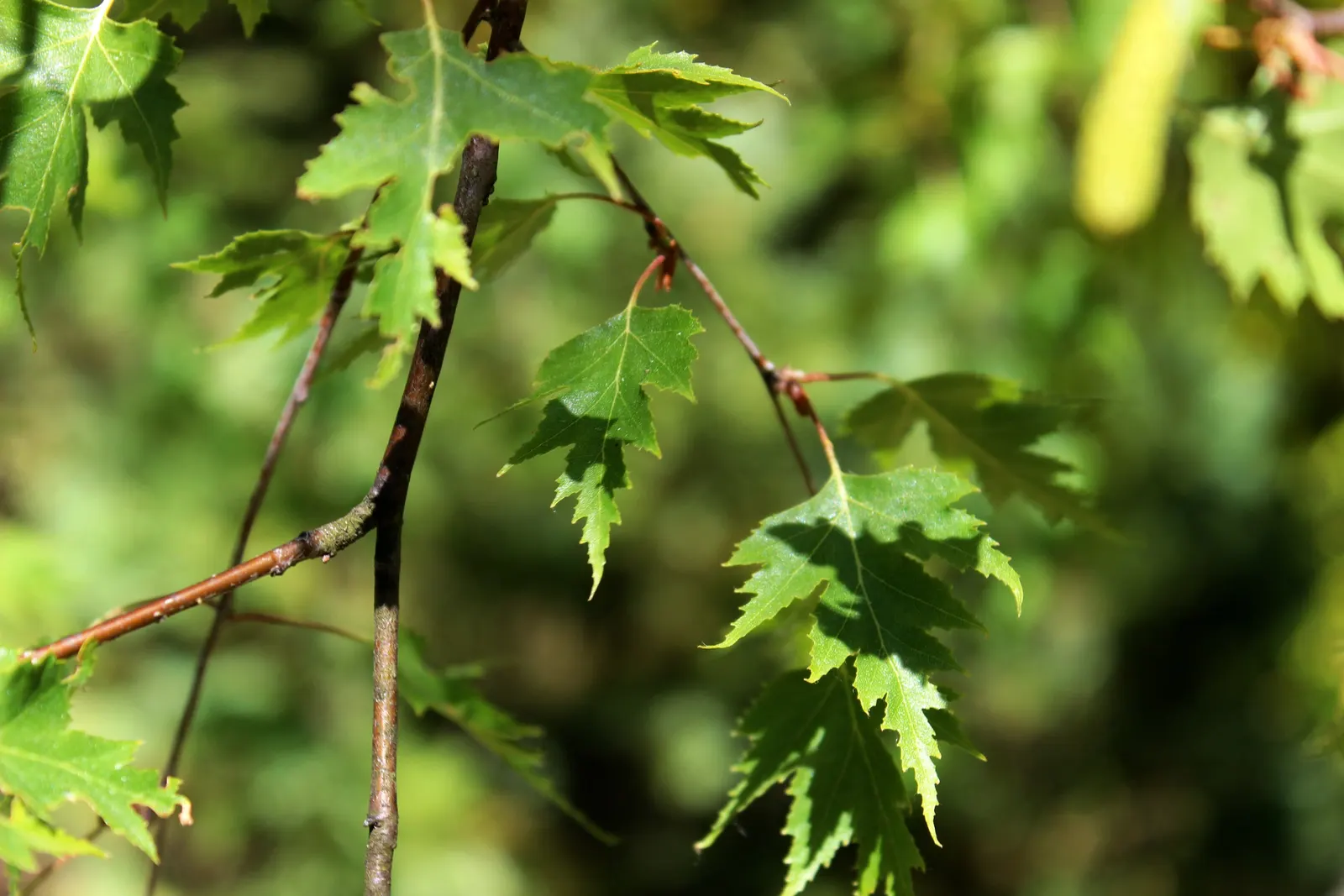 Cutleaf Weeping Birch (Betula Pendula 'Laciniata') — Preferring full sun, it showcases white bark that contrasts with its green foliage, turning yellow in fall