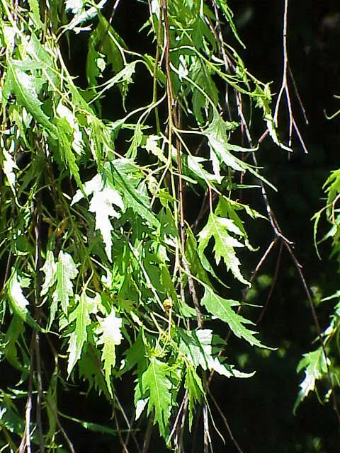Cutleaf Weeping Birch (Betula Pendula 'Laciniata') — The Cutleaf Weeping Birch (Betula pendula 'Laciniata') is a deciduous tree