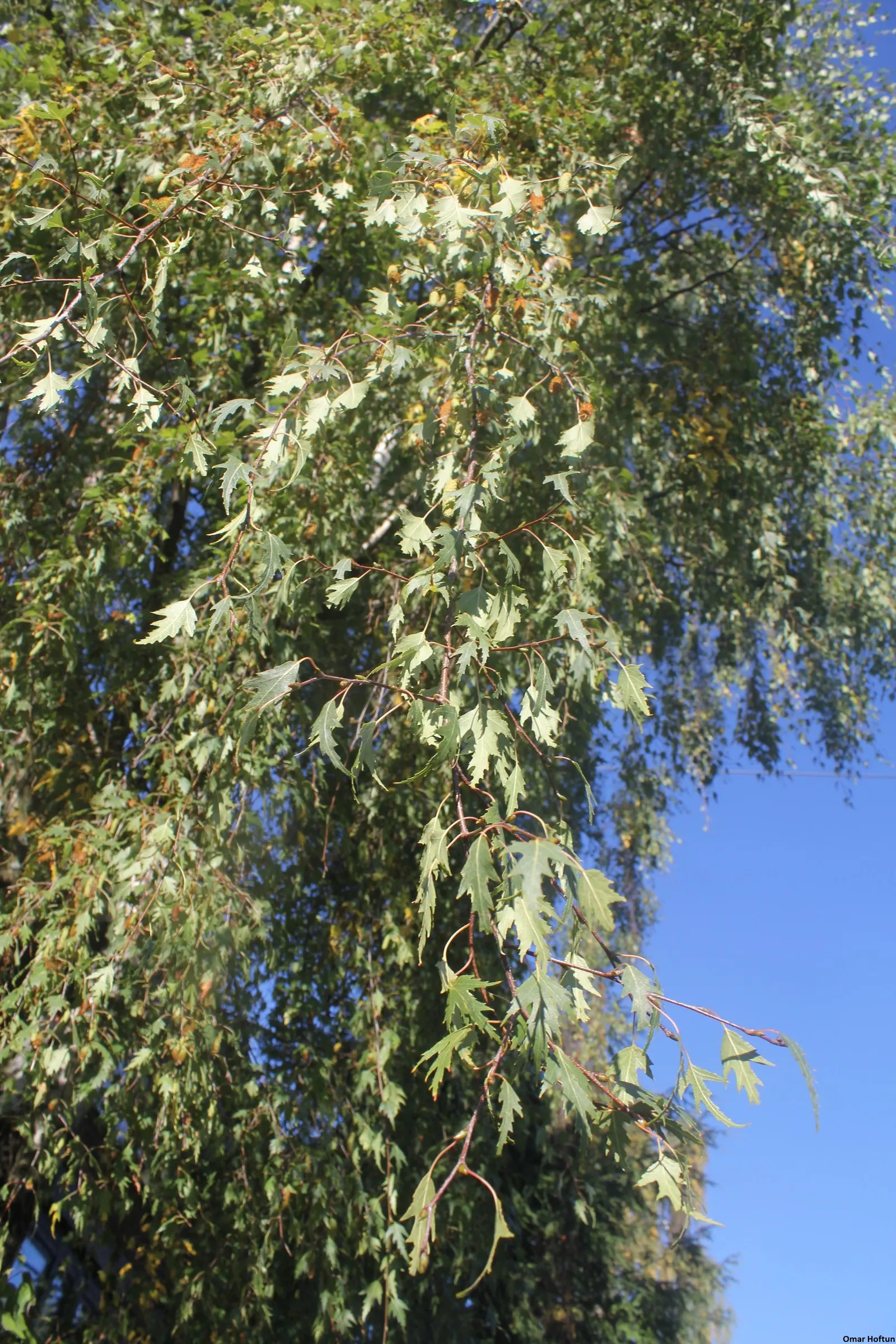 Cutleaf Weeping Birch (Betula Pendula 'Laciniata') — drooping branches and fine-textured