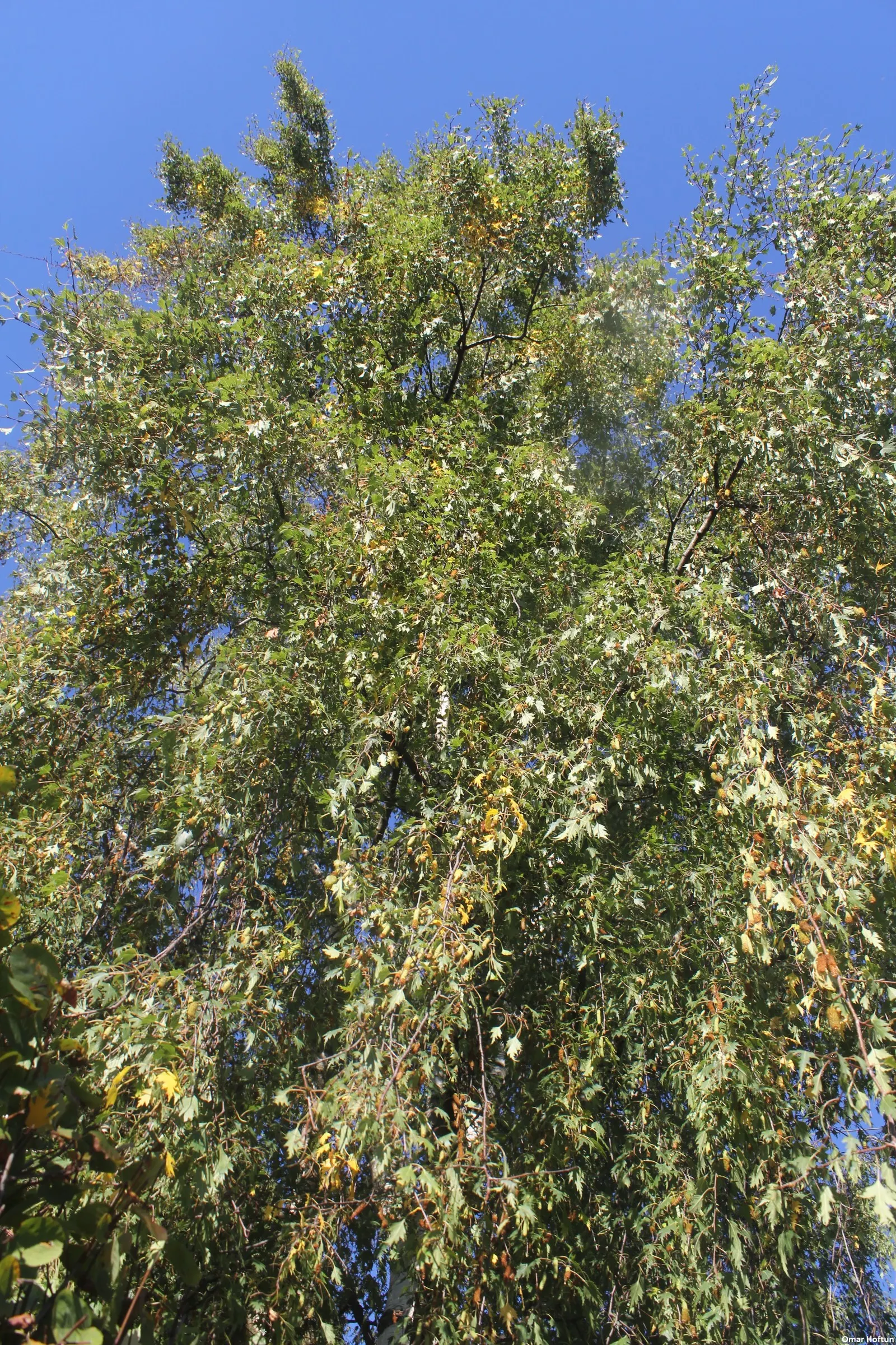 Cutleaf Weeping Birch (Betula Pendula 'Laciniata') — Its elegant form makes it a focal point in landscapes, requiring well-drained soil