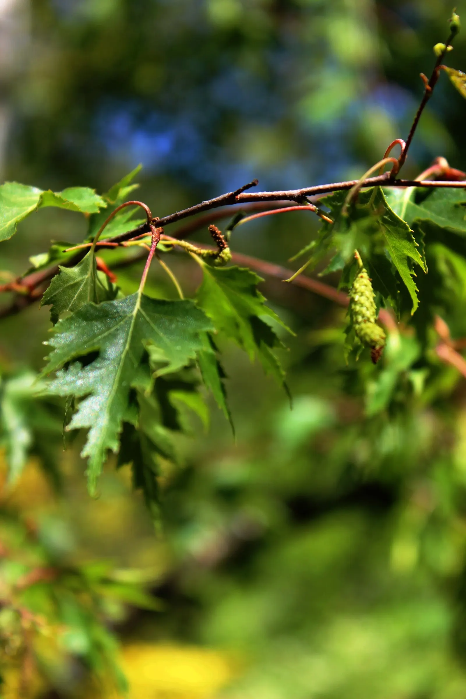 Cutleaf Weeping Birch (Betula Pendula 'Laciniata') — Thriving in zones 2-7, it reaches heights of 30-40 ft