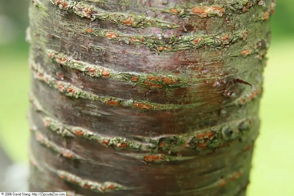 Taiwan Cherry (Prunus X Incam 'Okame') — This cherry prefers full sun and well-drained soil