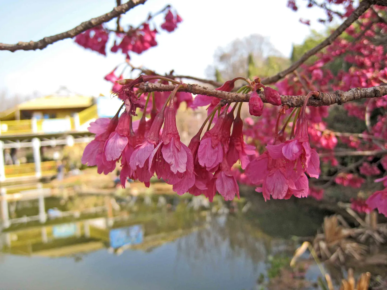 Taiwan Cherry (Prunus X Incam 'Okame') — providing a multi-season display.<br><br>Hardiness is a strength for the 'Okame'