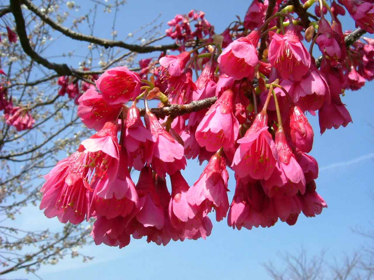 Taiwan Cherry (Prunus X Incam 'Okame') — turning to a stunning palette of oranges and reds in the fall